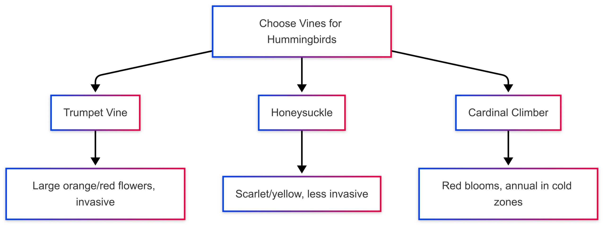 What plants draw the hummingbirds to your yard?