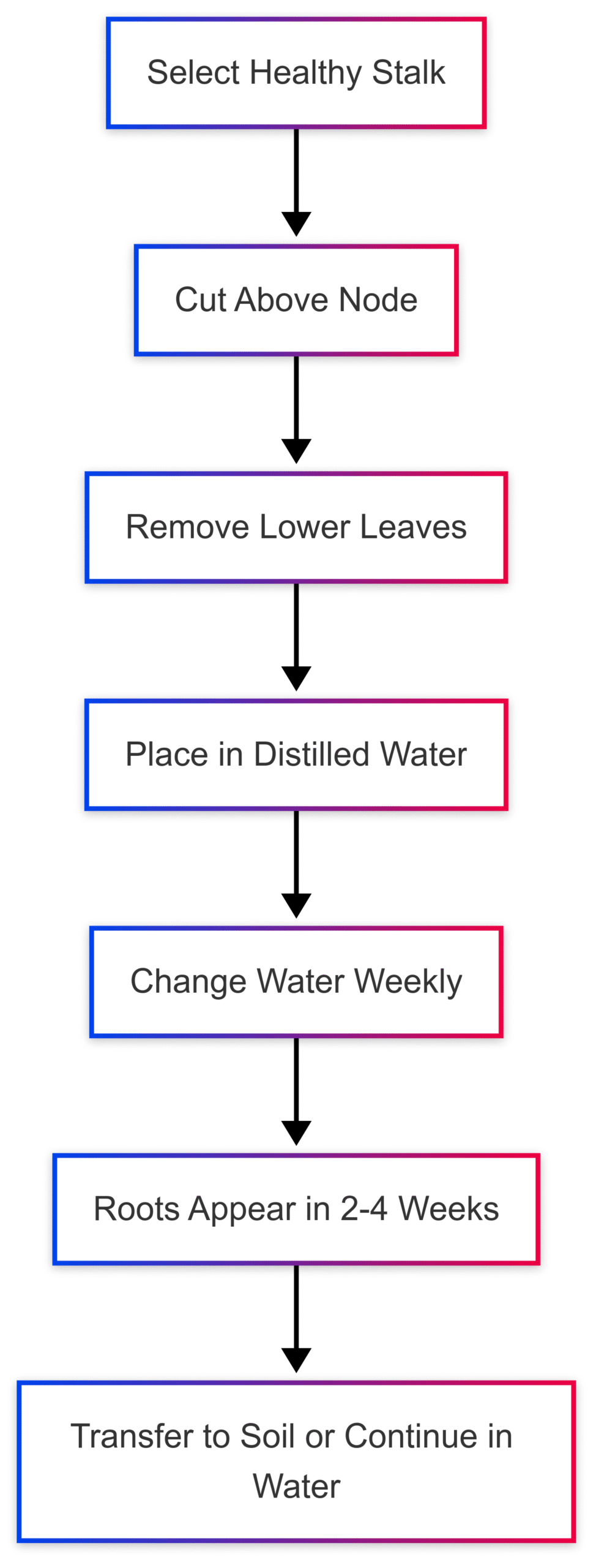 Chart: Lucky Bamboo Propagation Process